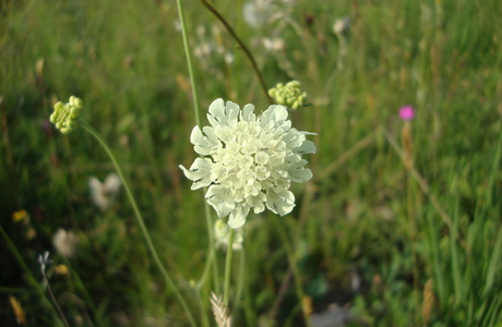 Gelb-Skabiose (Scabiosa ochroleuca) - © Philipp Sengl